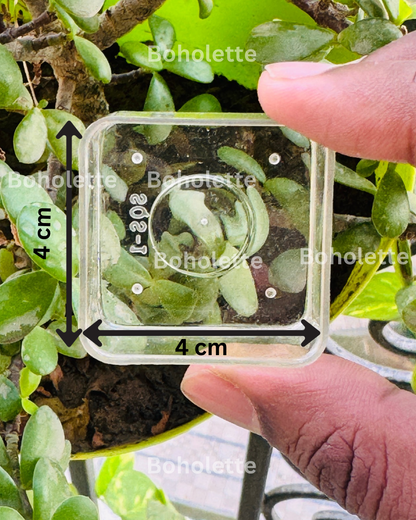 Square Polycarbonate Tlight Cup